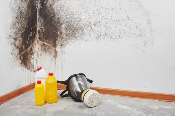 Professional Mold Removal in Santa Maria, CA