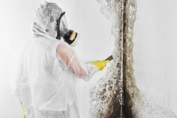 Best Mold Testing  in Santa Maria, CA