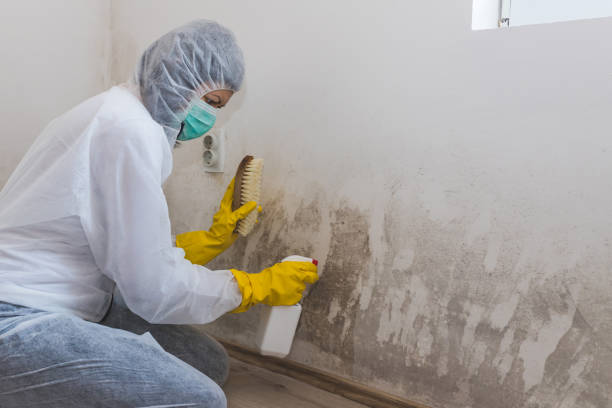Home Mold Removal in Santa Maria, CA