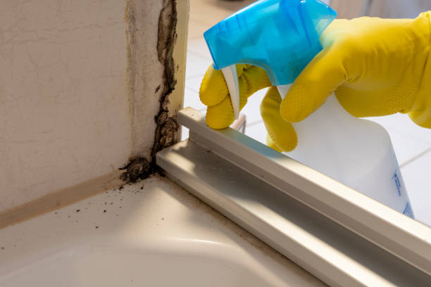 Best Mold Damage Repair  in Santa Maria, CA
