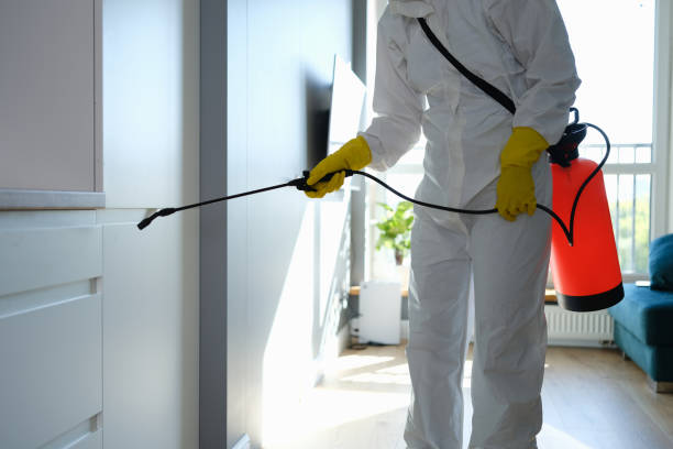 Best Local Mold Removal Service  in Santa Maria, CA