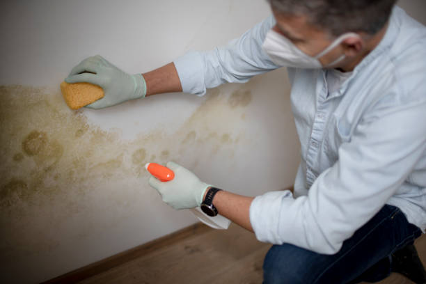 Best Residential Mold Removal  in Santa Maria, CA