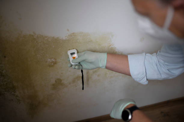 Best Mold Removal Near Me  in Santa Maria, CA