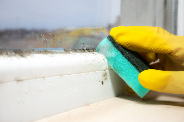 Best Office Mold Removal Services  in Santa Maria, CA