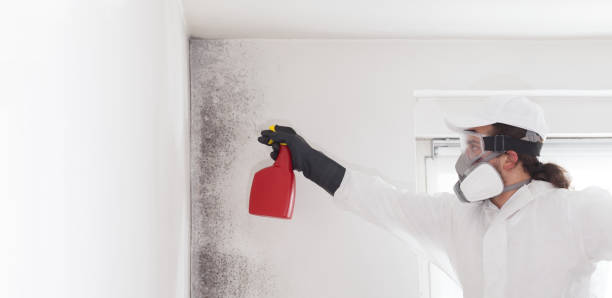 Best Mold Cleaning Services  in Santa Maria, CA