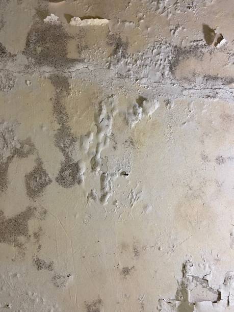 Best Crawl Space Mold Removal  in Santa Maria, CA
