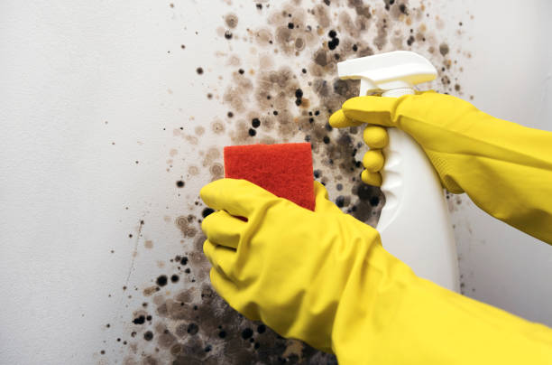 Best Black Mold Removal  in Santa Maria, CA