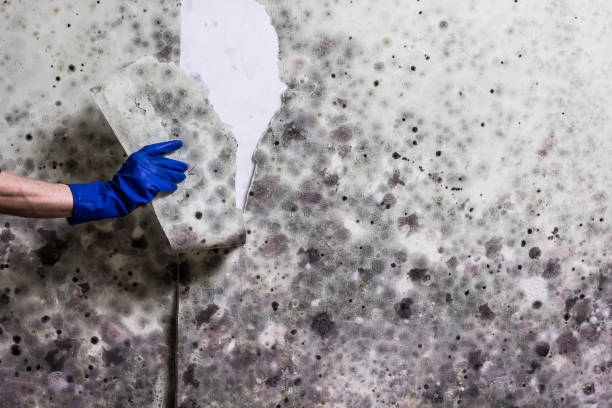Best Professional Mold Removal  in Santa Maria, CA