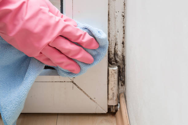 Best Mold Damage Repair  in Santa Maria, CA